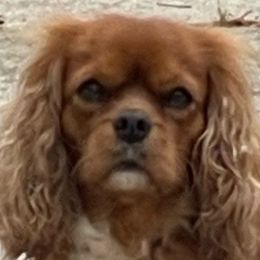 Skylar - Cavalier King Charles Spaniel