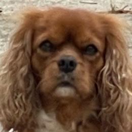 Skylar - Cavalier King Charles Spaniel