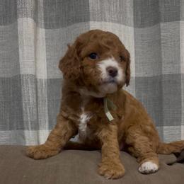 Snickerdoodle - Red female Cavapoo puppy in Mouth Of Wilson, Virginia from HoneyBunn Doodle Co.