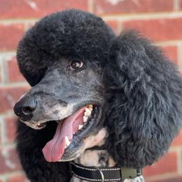 Khoa - Poodle