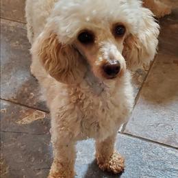 Kara - Poodle