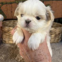 Mio - Lemon and white female Japanese Chin puppy in Sandstone, Minnesota from Peaceful Garden Cavaliers