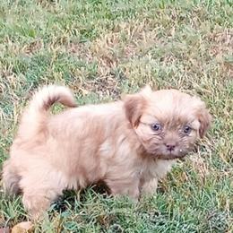 Logan - Chocolate male Shih Tzu puppy in Grand Prairie, Texas from R&R Shih-Tzus & Stud Services