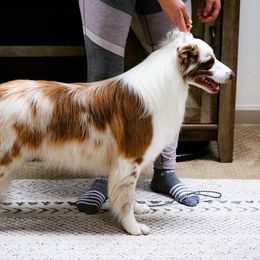 Nitro - Border Collie