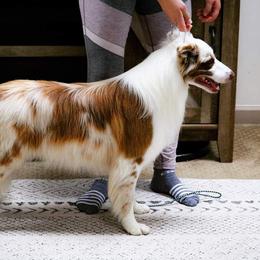 Nitro - Border Collie