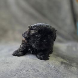 Adrian - Chocolate and tan female Shih Tzu puppy in Ronda, North Carolina from Willow River