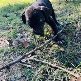 Catahoula Leopard Dog Puppies from Double A Catahoulas