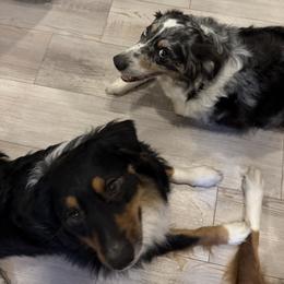 Australian Shepherd puppies from 3M Australian Sheperds