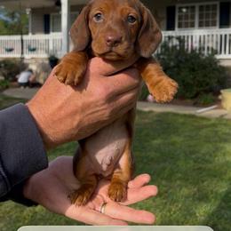 Boy 1 - Red male Dachshund puppy in Choccolocco, Alabama from Ace’s Doxies