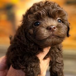 Yellow Berry - Brown female Russian Tsvetnaya Bolonka puppy in Philmont, New York from BlackberryBRT