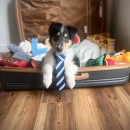 Aladdin - Black white and tan male Collie puppy in Chilhowie, Virginia from Jolly Collies & Kingdom Elite Yorkshire Terriers