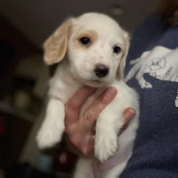Rosco - Piebald male Dachshund puppy in La Veta, Colorado from Spanish Peaks Longhair Mini Dachshunds