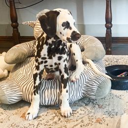 Dalmatian Puppies from Sublime Dalmatians