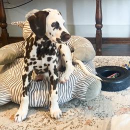 Dalmatian Puppies from Sublime Dalmatians