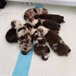 Boy 1 - Red merle male Miniature American Shepherd puppy in Riverton, Utah from Iron Spirit Homestead & Aussies