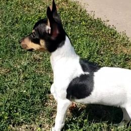 Toy Fox Terriers from Sirius Toy Fox Terriers