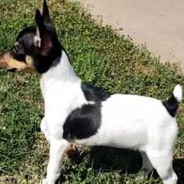 Toy Fox Terriers from Sirius Toy Fox Terriers