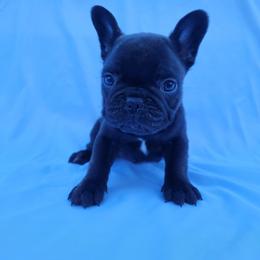 Roxy (Girl 5) - Black female French Bulldog puppy in Neosho, Missouri from Norris Frenchies