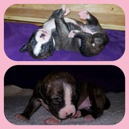 American Pit Bull Terrier Puppies from Kaotic APBTs