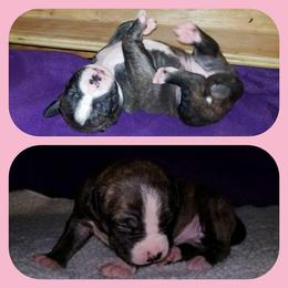American Pit Bull Terrier Puppies from Kaotic APBTs