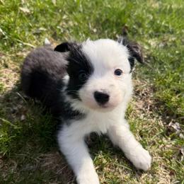 Conor - Black and white male Border Collie puppy in Lakeview, Michigan from Haven Creek Farm