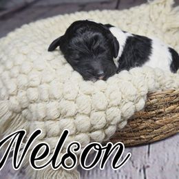 Nelson ( brown tag) - Parti Poodle puppy in California from Musical Poodles