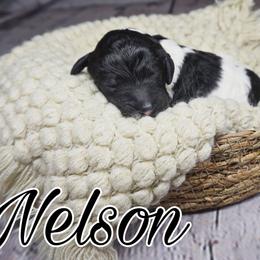 Nelson ( brown tag) - Parti Poodle puppy in California from Musical Poodles