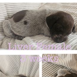 Liver Female - Liver roan female German Shorthaired Pointer puppy in Oakland City, Indiana from Cox Family Farms