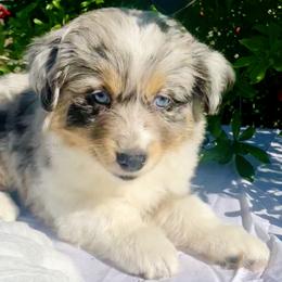 Miniature Australian Shepherd Puppies from DLT MiniAussie