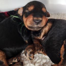 Girl Puppy Two - Black and tan female Airedale Terrier puppy in Haymarket, Virginia from JOVAL Kennel