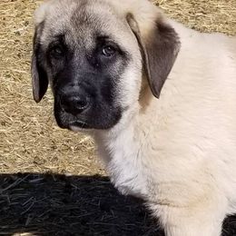Anatolian Shepherd Dogs from Grindy Family Farm of Ebey Mountain