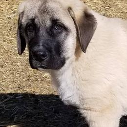 Anatolian Shepherd Dogs from Grindy Family Farm of Ebey Mountain