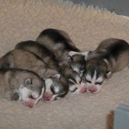 Alaskan Malamutes from Terry's Alaskan Malamutes