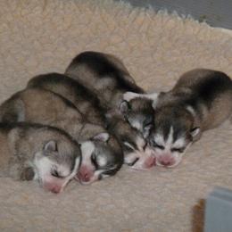 Alaskan Malamutes from Terry's Alaskan Malamutes