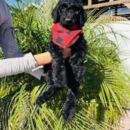 Goldendoodle and Poodle Puppies from Goldendooddle  /Gardy 🐾🐾