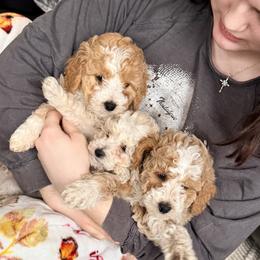 Bernedoodle puppies from Big Sky Bernedoodles