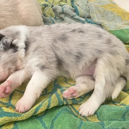 Border Collie Puppies from Fire N Arrows Border Collies