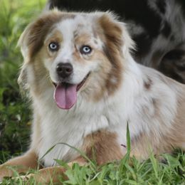 Maci - Miniature Australian Shepherd