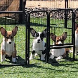 Pembroke Welsh Corgis from Point Conception Corgis
