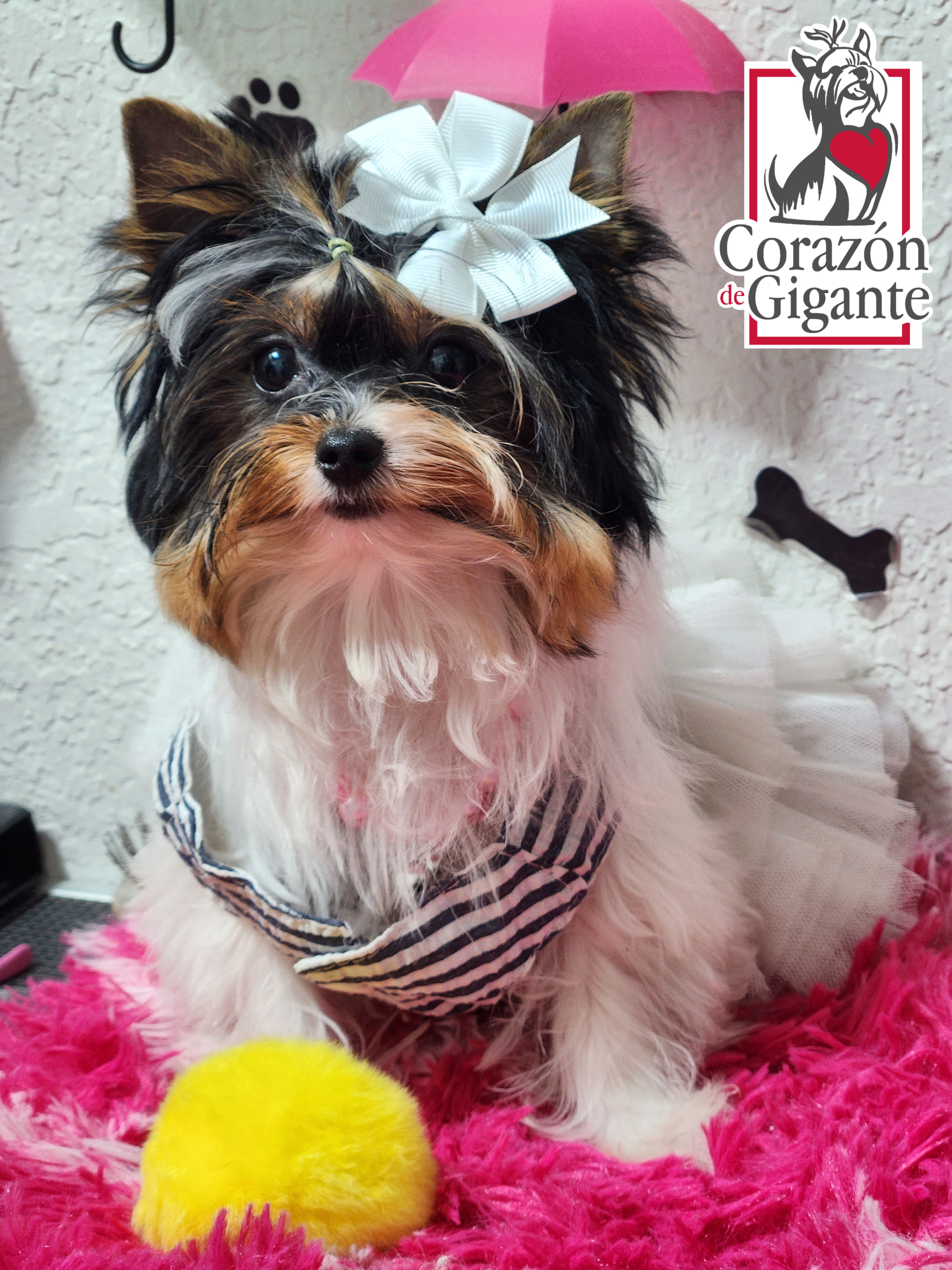 Biewer Terrier and Yorkshire Terrier Puppies from Corazón de gigante