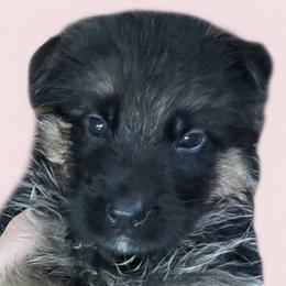 Boy 4 - Black and red male German Shepherd puppy in Rockfield, Kentucky from Cheveyo German Shepherds