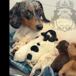Dachshund Puppies from 208 Dox Dynasty
