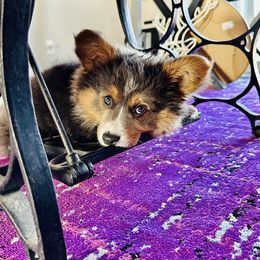 Pembroke Welsh Corgi Puppies from Storybook Corgis