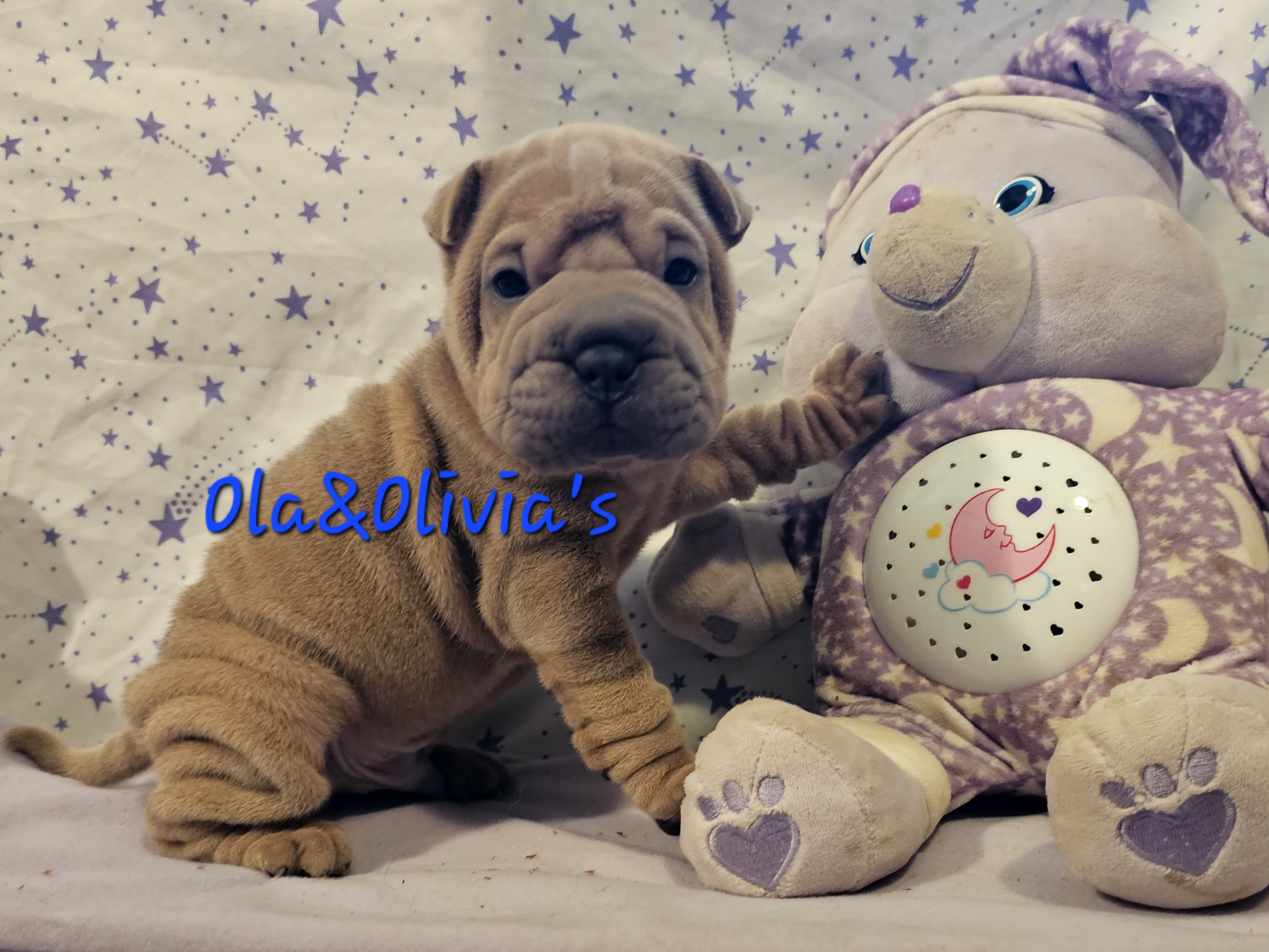 Chinese Shar-Pei Puppies from Zoey's Waggly Tails