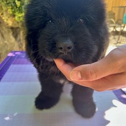 Boy 2 - Black male Newfoundland puppy in Marysville, Washington from Black Lions Newfoundlands