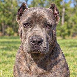 Light Pink Collat Girl - AKC and ICCF - Brea x Chief 2026 A Litter - Gray brindle female Cane Corso puppy in Gorman, Texas from McOmber Country Kennels