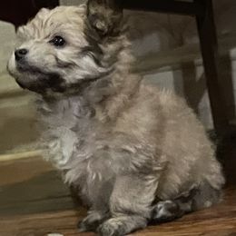 Morkie Puppies from Derisha's Morkies