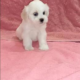Girl 1 - White female Lhasa Apso puppy in Norman, Oklahoma from Steve's Puppies