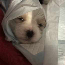 TBD - Cream male Maltipoo puppy in Macomb, Michigan from Alexia