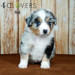 Risk - Blue merle male Miniature American Shepherd puppy in Carlisle, Pennsylvania from 4 Clovers Kennel
